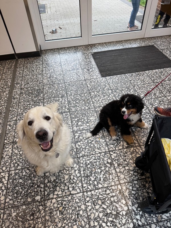 Unsere Schulhunde Borne und Luca