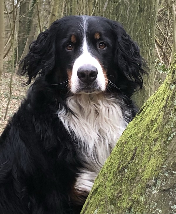 Unser Schulhund Emil