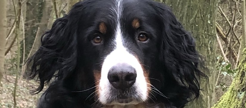 Unser Schulhund Emil
